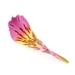 Beautiful pink orchid on a white background