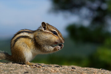 Naklejka na ściany i meble a Chipmunk sits on a rock and eats seeds
