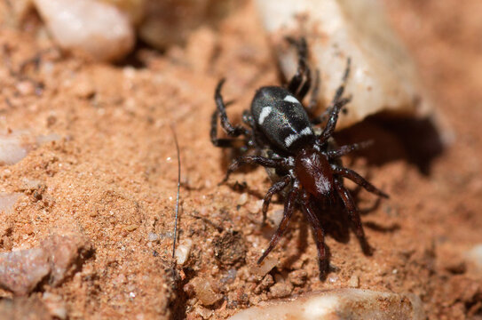 Black and red ground spider with prey - Poecilochroa sp.