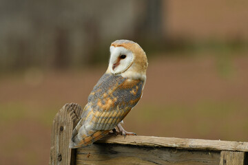 Beautiful wild barn owl portrait