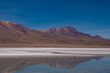 Amazing landscape of mountains and lake with reflection and flamingos in natural habitat in atacama desert, uyuni salt flats, chile © José Rego