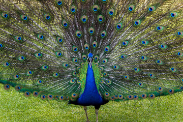 Obraz premium Pavo Real - Museo Dolores Olmedo