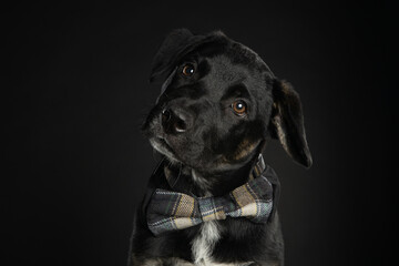black dog portrait of puppy wearing bowtie