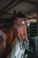 Obraz premium Caballo español en una hipica en andalucia con su Jinete Amazona montandolo con sus riendas y saltando en una pista 