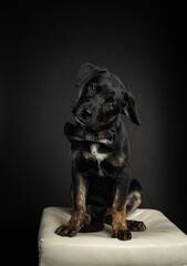Cute portrait of black mixed breed dog wearing bowtie sitting on a bench in studio