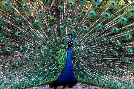Pavo Real - Museo Dolores Olmedo