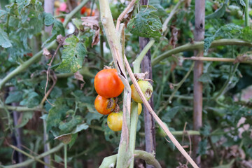 plants in the garden