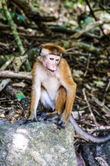 Sad lonely toque macaque sitting alone on a stone in the trees near Jungle Beach in Sri Lanka. Monkey in the natural habitat. Bored primate Macaca sinica in natural environment.