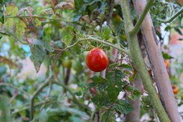 red apples on a tree