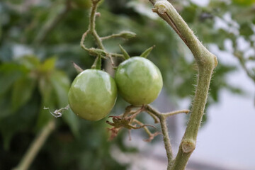 gooseberries on a branch