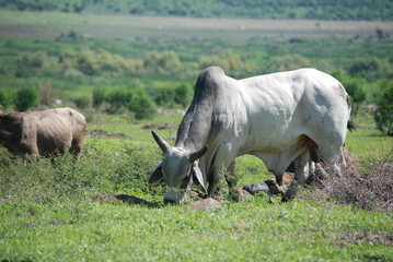 Obraz premium cows grazing in the field