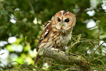 Tawny owl on the tree portrait