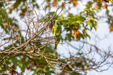 Green parrot sitting on the branch