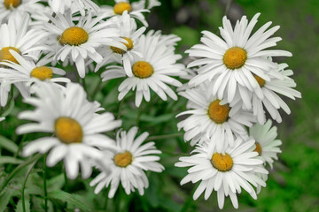 Fototapeta premium White garden daisies on a green background