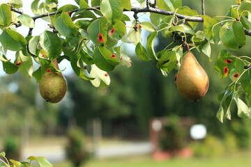 natural pears on a tree in the Polish countryside