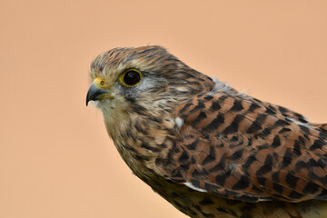 The common kestrel portrait