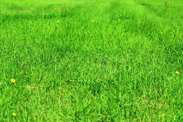 green grass in the Polish countryside