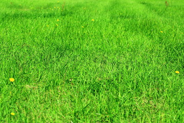 green grass in the Polish countryside