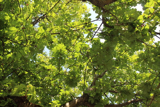 Ramas de un arbol desde donde pueden apreciarse sus hijas verdes en dibersas tonalidades, hermoso follage verde de verano