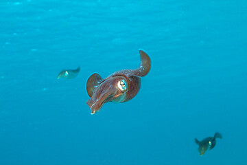  Caribbean reef squid,Sepioteuthis sepioidea,
