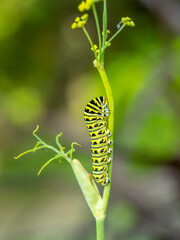 Caterpillars, larval  stage,Lepidoptera