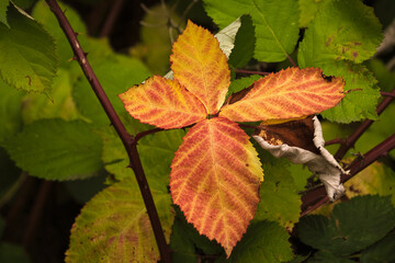 2020-09-18 YELLOW AND LIGHT BROWN LEAVES ON A HIMALAYAN BLACKBERRY BUSH