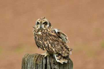 The short eared owl portrait in windy day