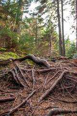 Tree roots sticking out of the dirt on a path