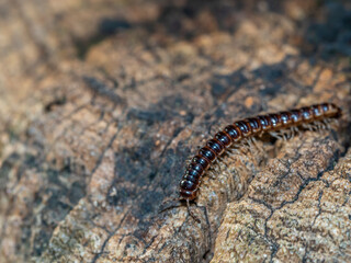 Lithobius forficatus, brown centipede