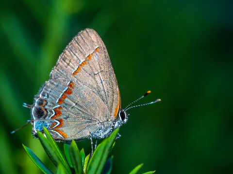 red-banded hairstreak ,Calycopis cecrops is a butterfly