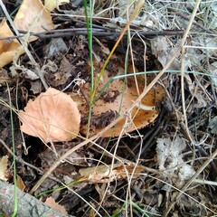 mushrooms in the grass