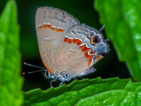  red-banded hairstreak ,Calycopis cecrops is a butterfly