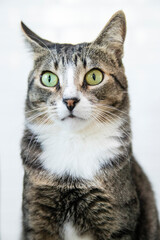 Naklejka na ściany i meble Striped Cat, brown, black and white wool with green eyes 