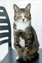 Obraz premium Striped Cat, brown, black and white wool with green eyes on the chair looking at the camera