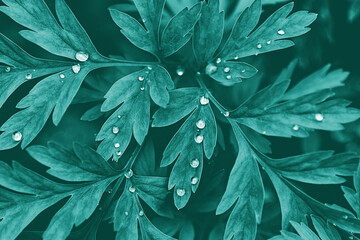 Fototapeta premium Plant blue-green lobed leaves with water drops, botanical dark background