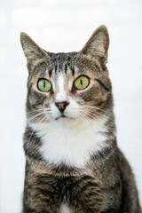 Striped Cat, brown, black and white wool with green eyes 