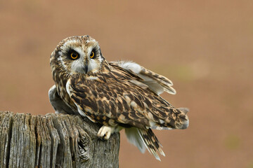The short eared owl portrait in windy day