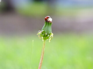 Ladybug and Dandelion 2