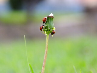Fototapeta premium Ladybug and Dandelion 3