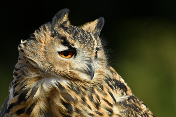 European eagle owl portrait 