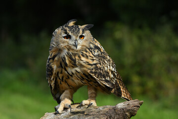 European eagle owl portrait