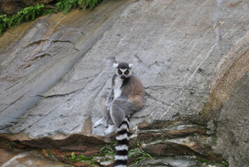 Obraz premium ring tailed lemur