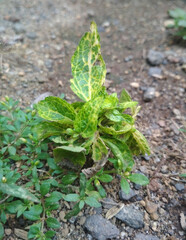 leaves of a plant