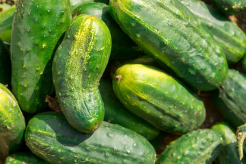 Ripe cucumbers lie in a pile on the ground.