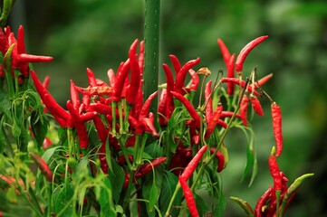 真っ赤なトウガラシ