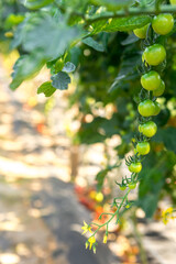 Green cherry tomatoes hanging from branches