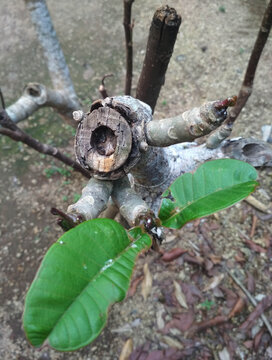 tree trunk and green leaves