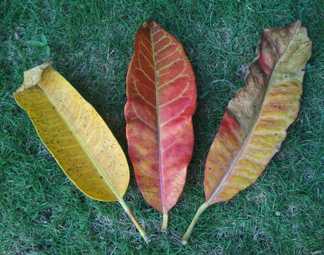 autumn leaves on the ground