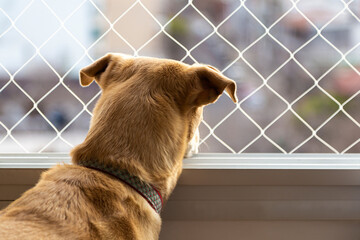Dog looking through a window with safety net.