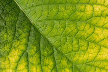 Obraz premium Closeup of a vibrant, green leaf as it starts to decompose in late summer 